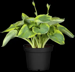 hosta sieb. 'frances williams' P11 - afbeelding 1