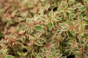 abelia grand. 'francis mason' ( 'variegata') (25- 30cm)