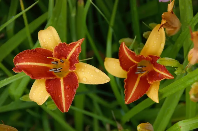 hemerocallis 'frans hals' P11 - afbeelding 2