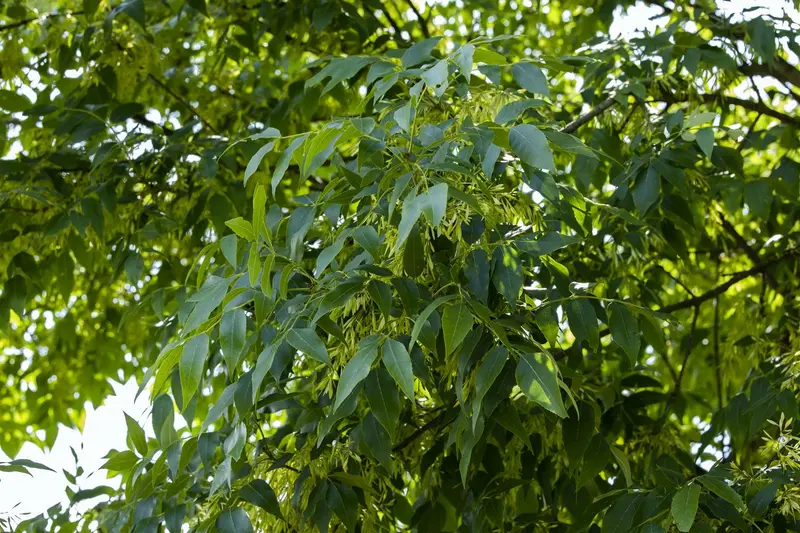 fraxinus americana (HOcm) - afbeelding 2