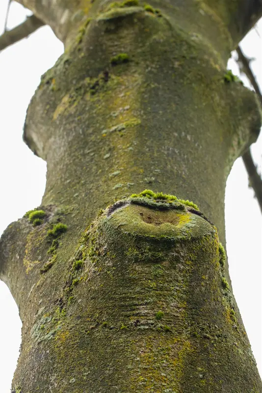 fraxinus excelsior 14/16 - afbeelding 2