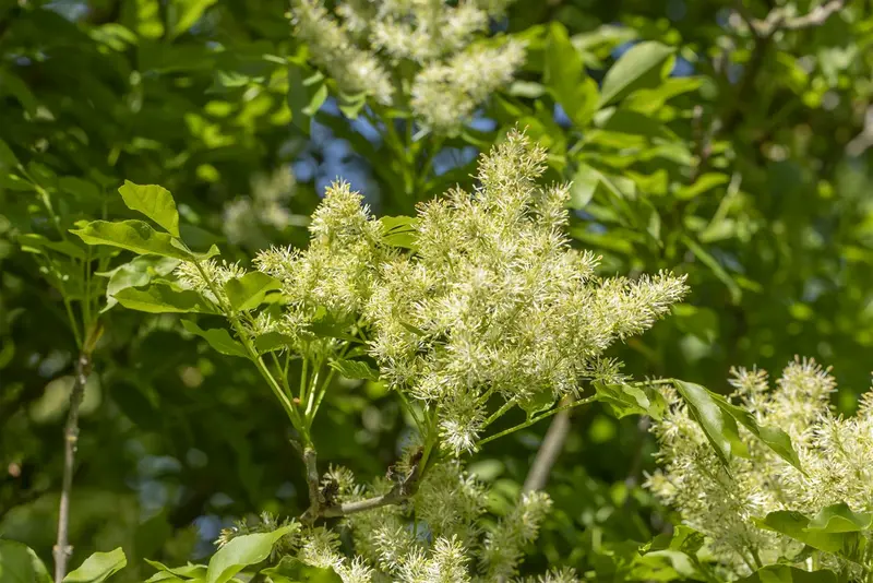 fraxinus orn. 'meczek' (HOcm) - afbeelding 1