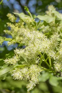 fraxinus orn. 'obelisk' (paus johannes-paulus ii' 14/16 - afbeelding 1