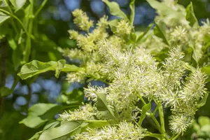 fraxinus orn. 'obelisk' (paus johannes-paulus ii' 14/16 - afbeelding 3