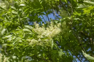 fraxinus orn. 'obelisk' (paus johannes-paulus ii' 18/20 - afbeelding 4