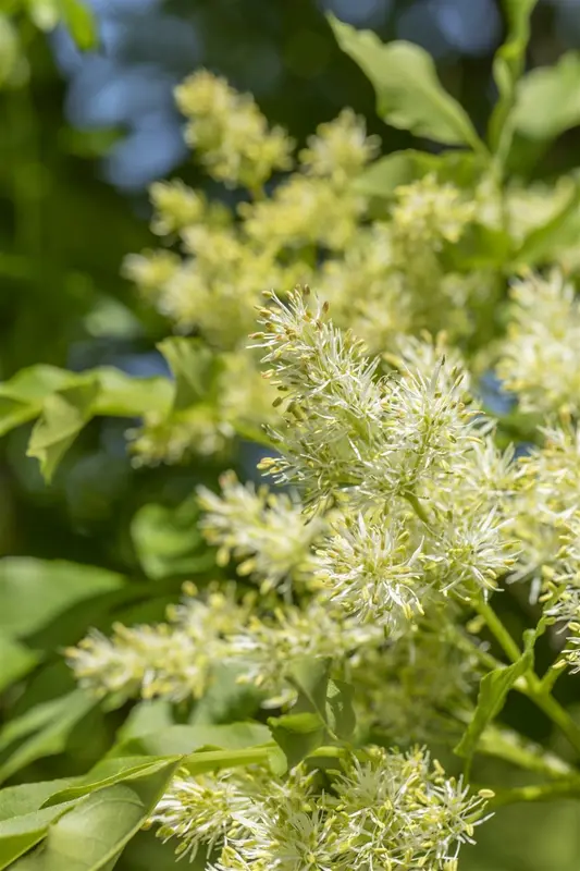 fraxinus orn. 'obelisk' (paus johannes-paulus ii' 20/25 - afbeelding 5