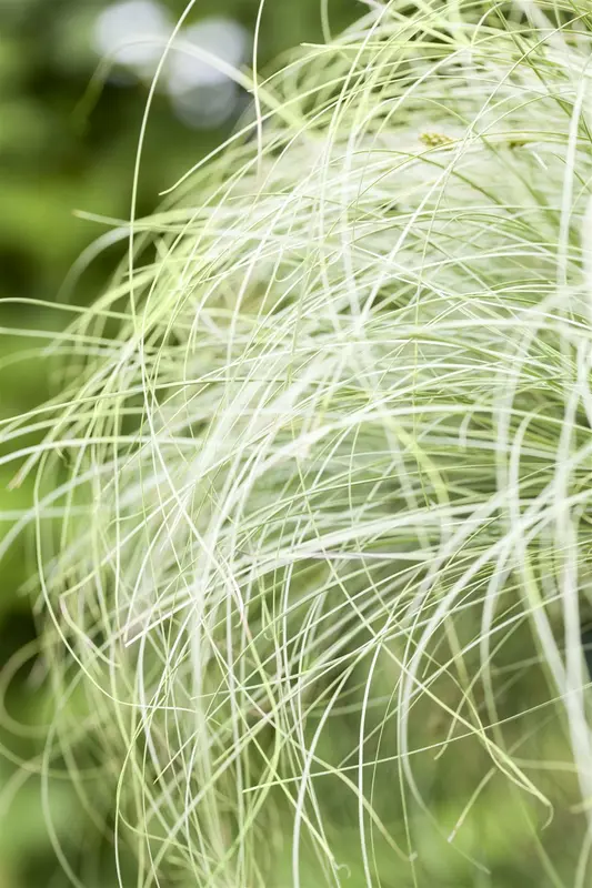 carex comans 'frosted curls' P9 - afbeelding 3