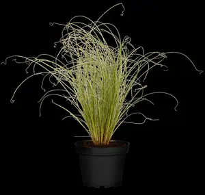 carex comans 'frosted curls' P9 - afbeelding 1