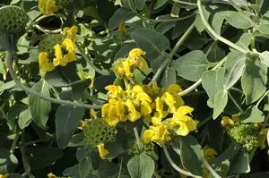 phlomis fruticosa C2 - afbeelding 1