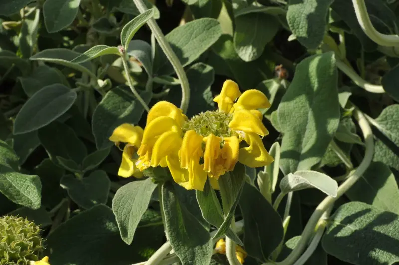 phlomis fruticosa C2 - afbeelding 2