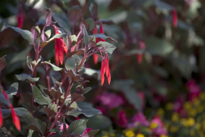 fuchsia gemengd-p14 bush 6/206 apu - afbeelding 1