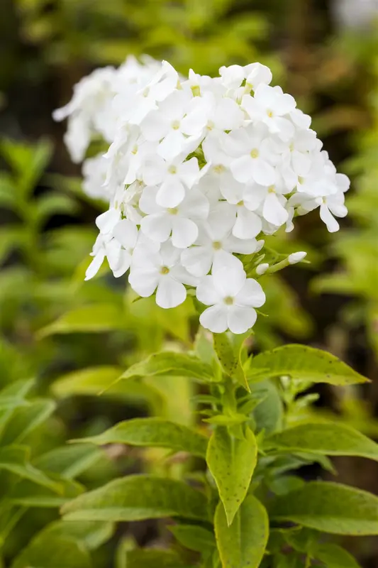 phlox (p) 'fujiyama' P9