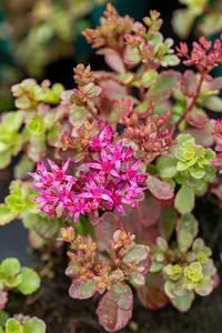 sedum spur. 'fuldaglut' P11 - afbeelding 4