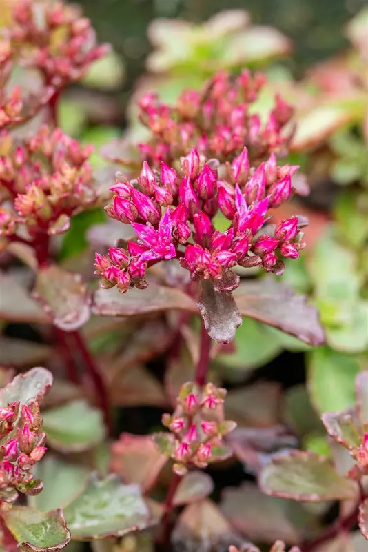 sedum spur. 'fuldaglut' P11 - afbeelding 3