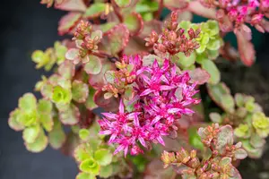 sedum spur. 'fuldaglut' P11 - afbeelding 2