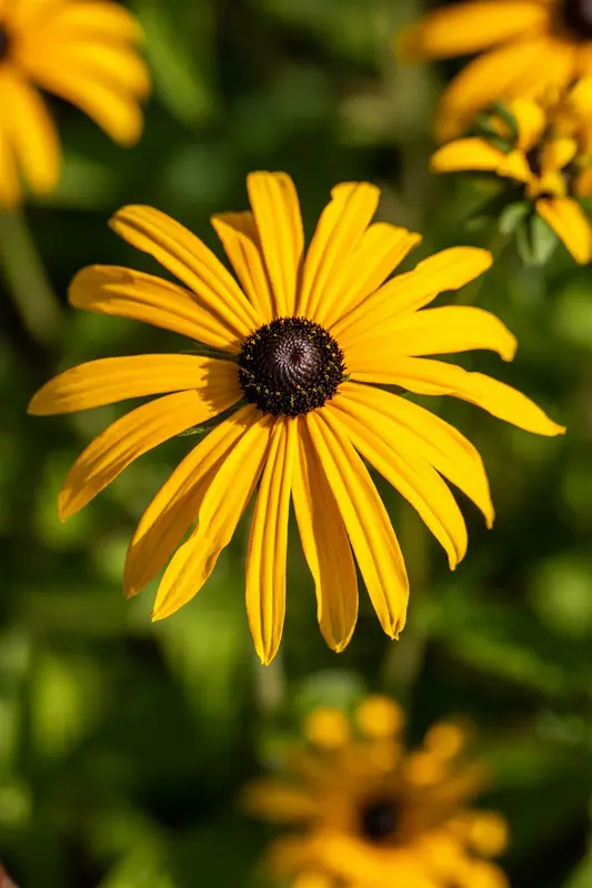 rudbeckia fulgida var. deamii P9 - afbeelding 1