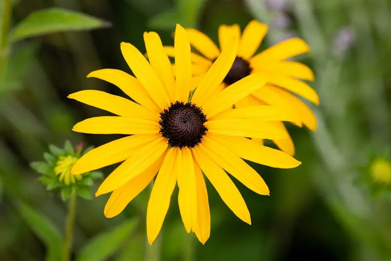 rudbeckia fulgida var. deamii P9 - afbeelding 2