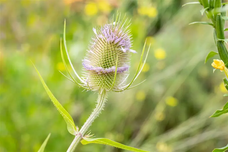 dipsacus fullonum P11 - afbeelding 2