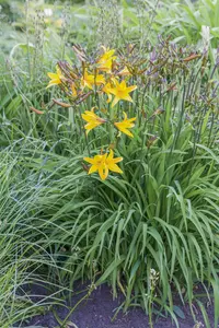 hemerocallis fulva P9 - afbeelding 2