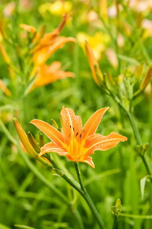 hemerocallis fulva P9 - afbeelding 5