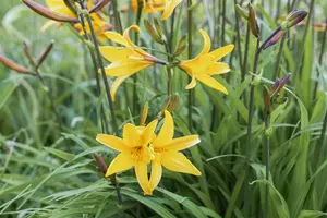 hemerocallis fulva P9 - afbeelding 1