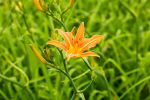 hemerocallis fulva P9 - afbeelding 4