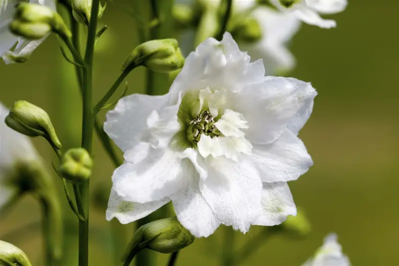 delphinium (p) 'galahad' P9