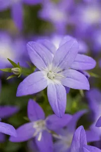 campanula garganica P10.5 - afbeelding 2