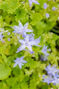 campanula garganica P10.5 - afbeelding 4