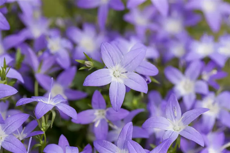 campanula garganica P11 - afbeelding 1