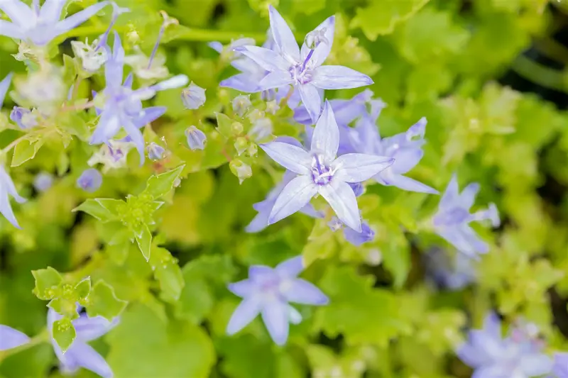 campanula garganica P11 - afbeelding 3