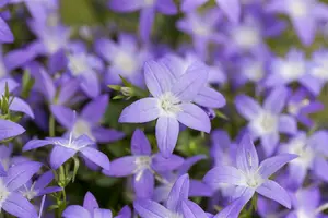 campanula garganica P10.5 - afbeelding 1