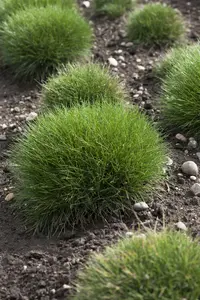 festuca gautieri P11 - afbeelding 5