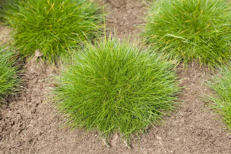 festuca gautieri P11 - afbeelding 1