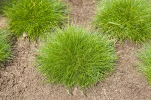 festuca gautieri P11 - afbeelding 1