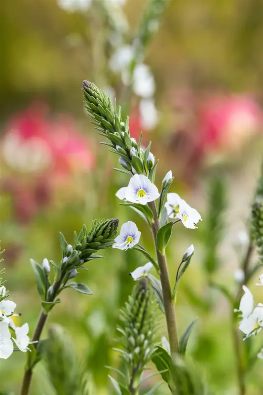 veronica gentianoides P11 - afbeelding 2