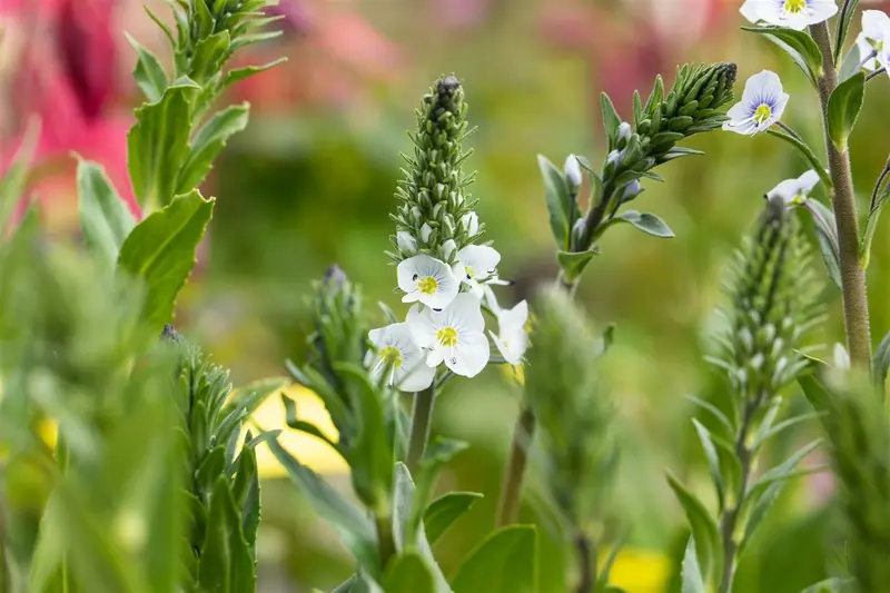 veronica gentianoides P10.5 - afbeelding 1