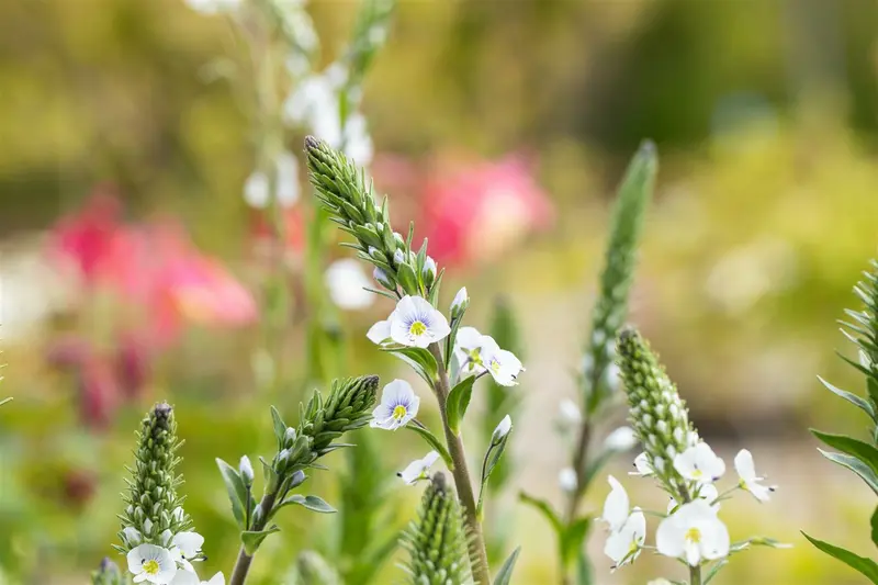 veronica gentianoides P10.5 - afbeelding 3