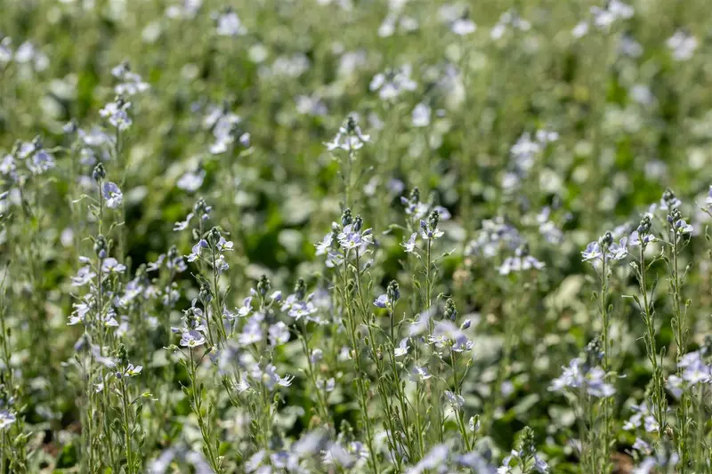 veronica gentianoides P10.5 - afbeelding 4