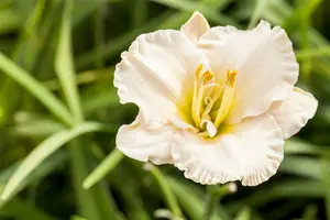 hemerocallis hybr. 'gentle shepherd' P9