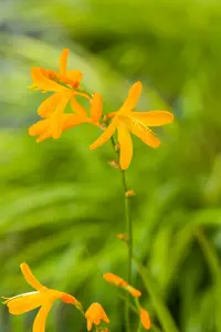 crocosmia hybr. 'george davidson' P9 - afbeelding 2