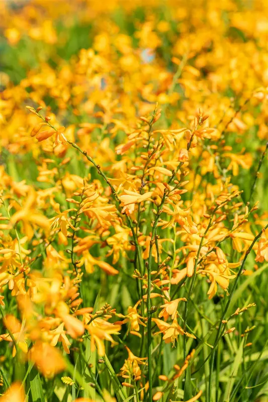 crocosmia 'george davidson' P11 - afbeelding 4