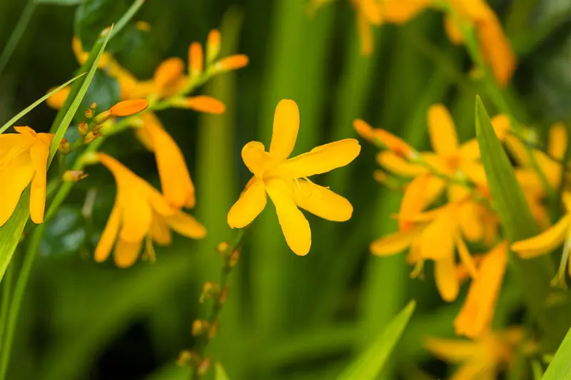 crocosmia hybr. 'george davidson' P9 - afbeelding 1