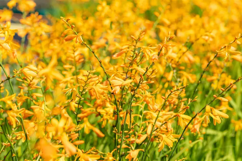 crocosmia 'george davidson' P11 - afbeelding 3