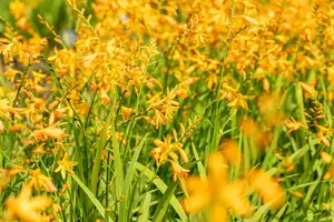 crocosmia 'george davidson' P11 - afbeelding 5