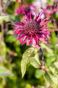 monarda hybr. 'gewitterwolke' ( 'donnerwolke') P9