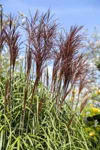 miscanthus sin. 'ghana' P9 - afbeelding 1