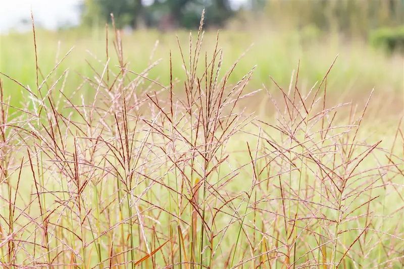 miscanthus sin. 'ghana' P9 - afbeelding 3