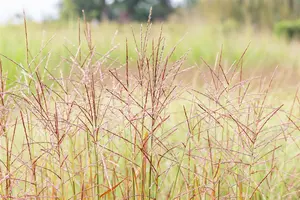 miscanthus sin. 'ghana' P9 - afbeelding 3