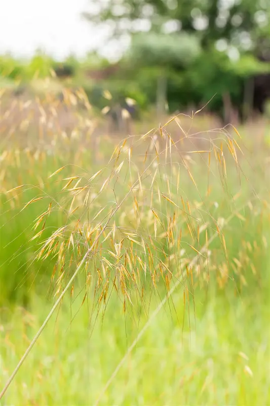 stipa gigantea P11 - afbeelding 3